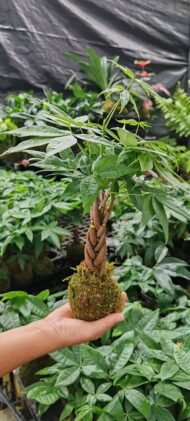 Braided Pachira Aquatica Moss Ball Bonsai - Image 5