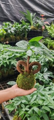 Braided Pachira Aquatica Moss Ball Bonsai - Image 4