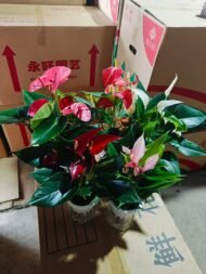 Premium Hydroponic Anthurium Andraeanum (Flamingo Flower) - Image 4