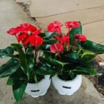 Premium Hydroponic Anthurium Andraeanum (Flamingo Flower)