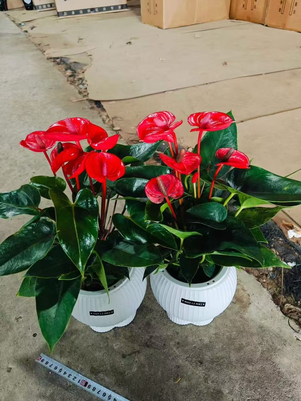 微信图片_20260520110857_788_2 Premium Hydroponic Anthurium Andraeanum (Flamingo Flower) - Image 1