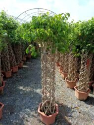 Premium Cage‑Shaped Ficus – Image 3