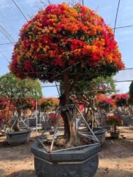 Multi-color Shaped Bougainvillea Bonsai - immagine 2