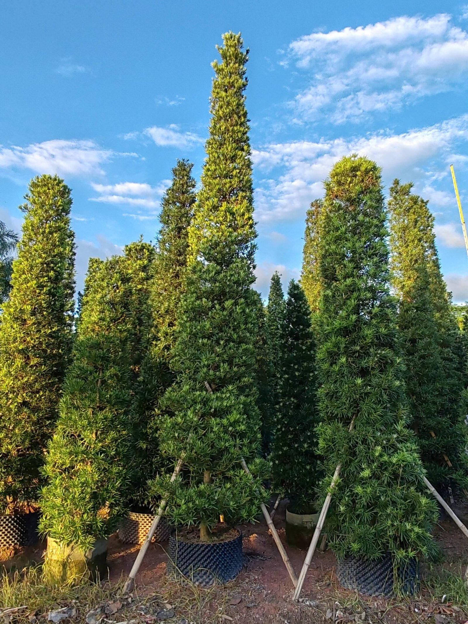 微信图片_20260724184339_882_2 Premium Sculpted Podocarpus‑Pyramid Shape — изображение 1