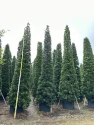 Premium Sculpted Podocarpus‑Pyramid Shape – Image 2