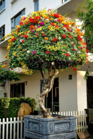Multi-color Shaped Bougainvillea Bonsai - immagine 3