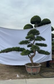 Layered Sculptured Podocarpus Macrophyllus Bonsai - Image 3