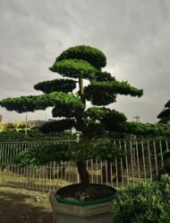 Layered Sculptured Podocarpus Macrophyllus Bonsai - Image 2