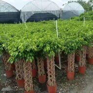 Premium Cage‑Shaped Ficus – Image 2