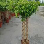 Premium Cage‑Shaped Ficus