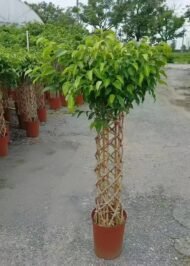 Premium Cage‑Shaped Ficus