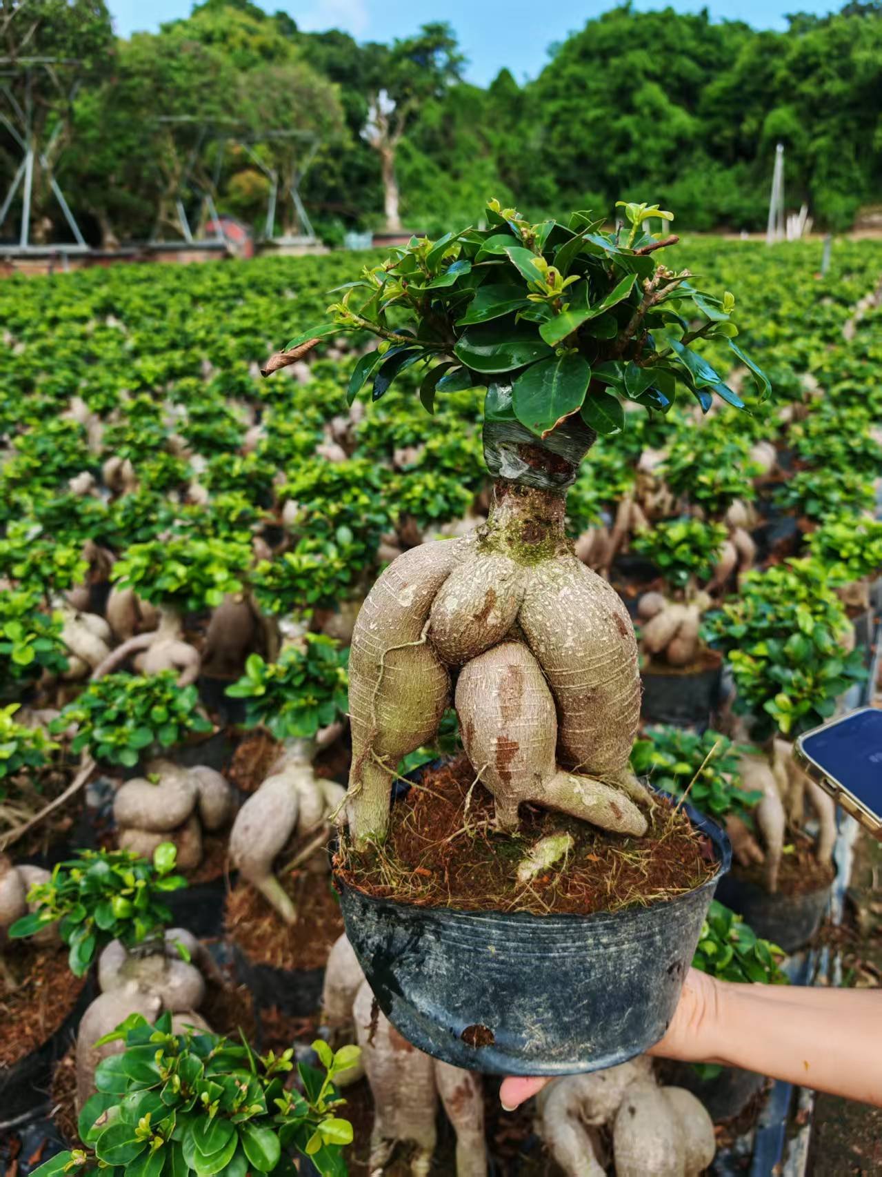 微信图片_20260725163449_906_2 Ginseng Ficus Bonsai - Image 1