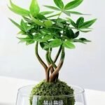 Braided Pachira Aquatica Moss Ball Bonsai