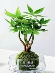 Braided Pachira Aquatica Moss Ball Bonsai