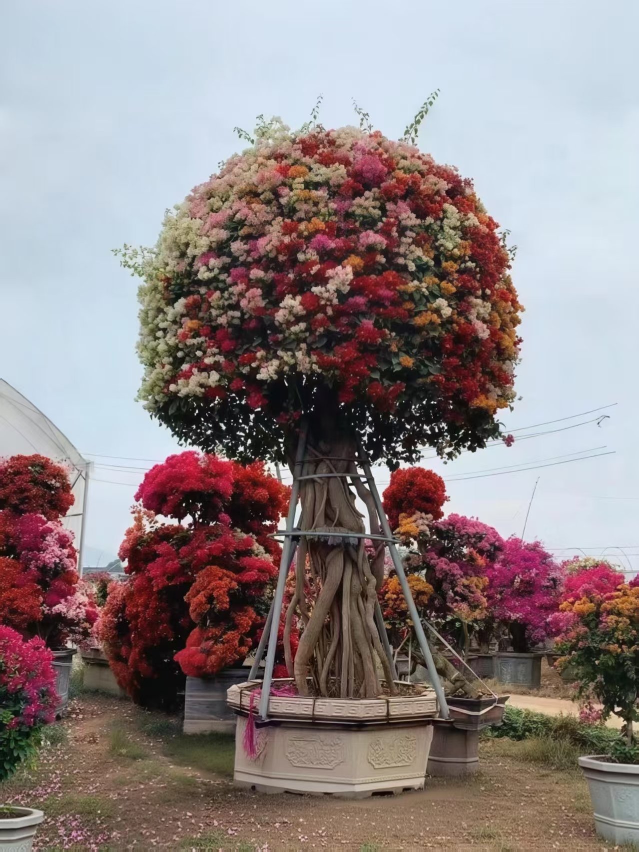 微信图片_20260817091007_83_5 Multi-color Shaped Bougainvillea Bonsai - immagine 1