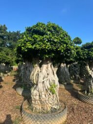 Premium Sculpted Ficus ‑ Nan’an Root Style