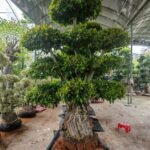Premium Sculpted Ficus‑Tiered Form