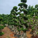 High‑End Premium Dragon‑Style Sculpted Ficus
