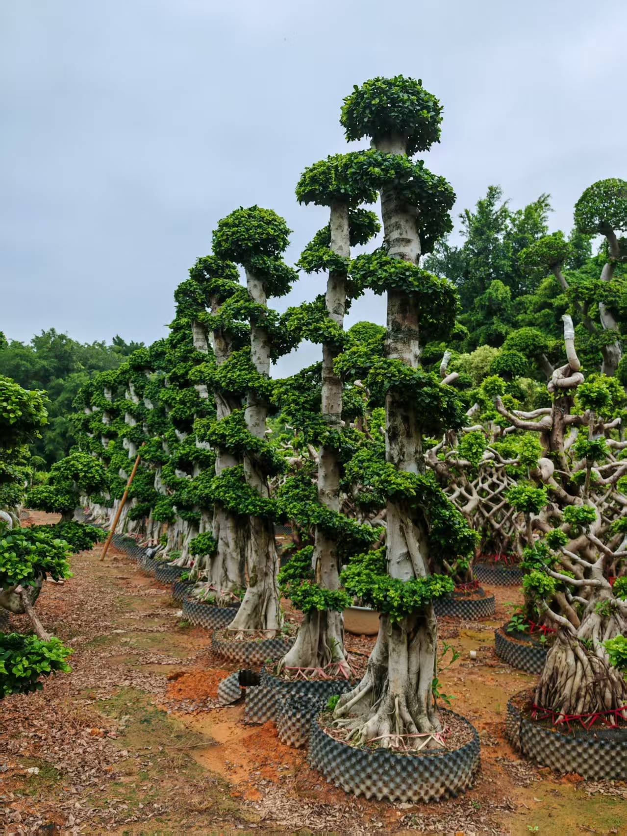 微信图片_20260818100749_96_5 High‑End Premium Dragon‑Style Sculpted Ficus – Image 1