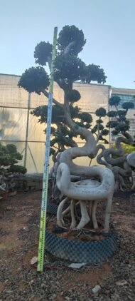 Premium Sculpted Ficus - Image 2