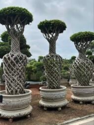 High‑End Vase‑Shape Sculpted Ficus — изображение 2