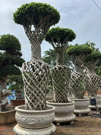High‑End Vase‑Shape Sculpted Ficus
