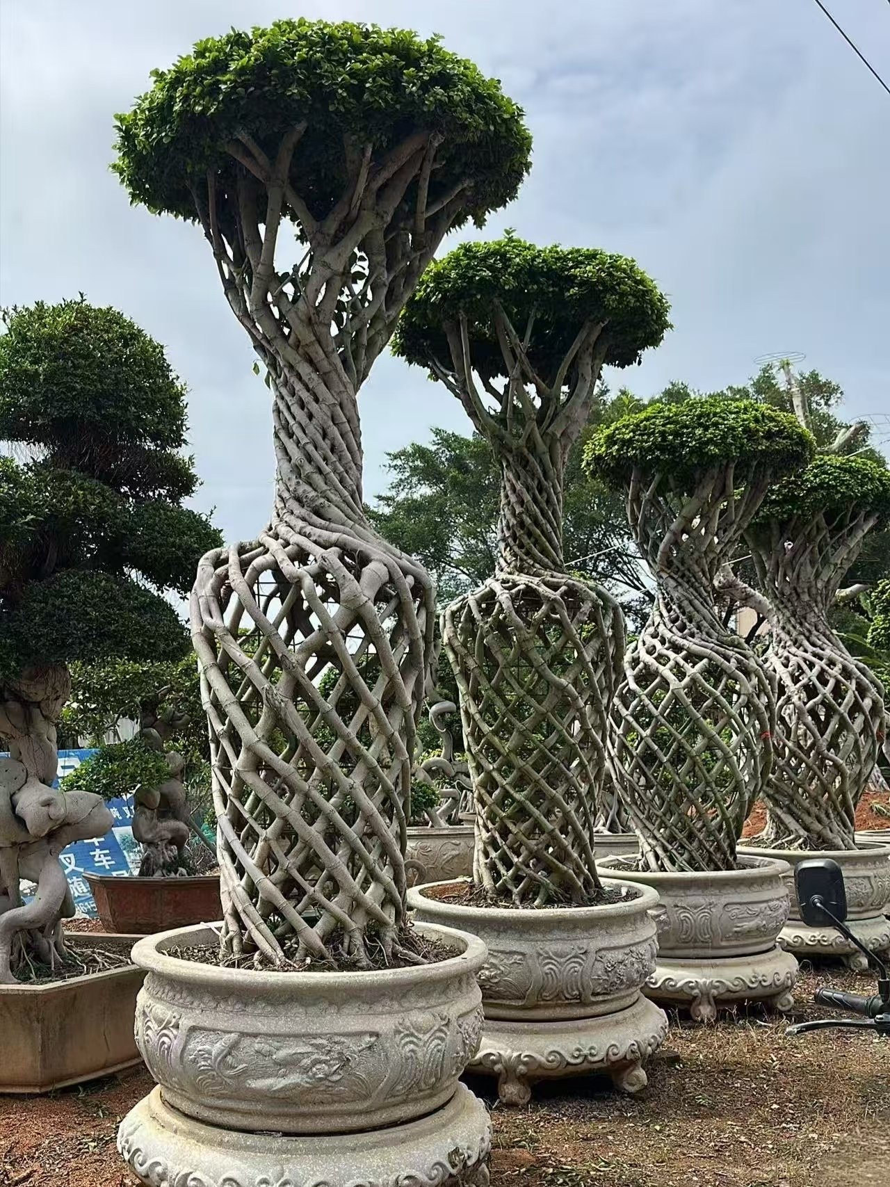 微信图片_20260818101249_103_5 High‑End Vase‑Shape Sculpted Ficus — изображение 1