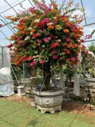 Premium Grafted Multi‑Color Bougainvillea Bonsai - immagine 3