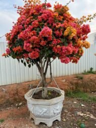 Premium Grafted Multi‑Color Bougainvillea Bonsai - immagine 2