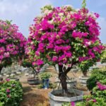 Premium Grafted Multi‑Color Bougainvillea Bonsai