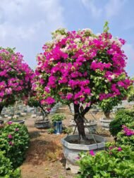 Premium Grafted Multi‑Color Bougainvillea Bonsai