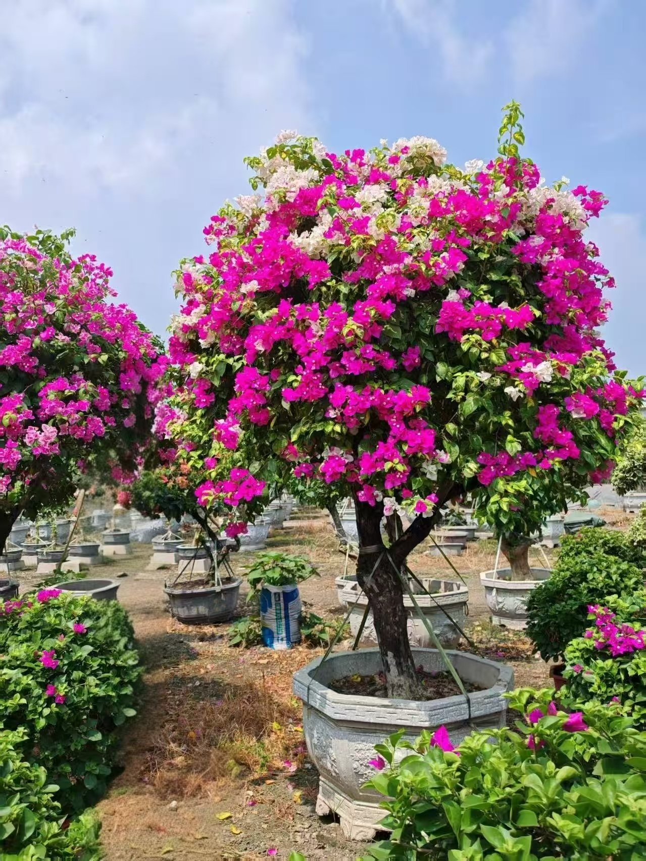 微信图片_20260818101829_104_5 Premium Grafted Multi‑Color Bougainvillea Bonsai - immagine 1