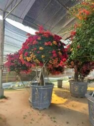 Premium Grafted Multi‑Color Bougainvillea Bonsai - immagine 4