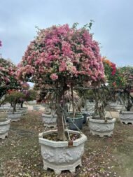 High‑End Aged‑Trunk Grafted Multi‑Color Bougainvillea Bonsai - 图片 3