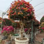 High‑End Premium Grafted Multi‑Color Bougainvillea Bonsai