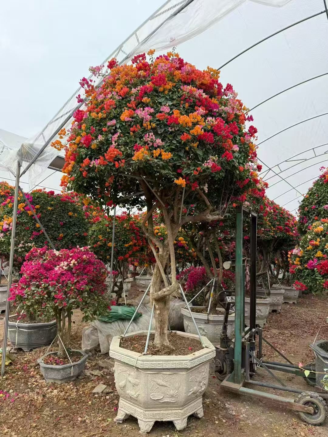 微信图片_20260818103017_394_1 High‑End Premium Grafted Multi‑Color Bougainvillea Bonsai - immagine 1