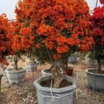 Premium Aged‑Trunk Single‑Color Bougainvillea Bonsai