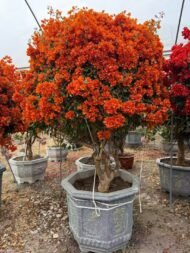 Premium Aged‑Trunk Single‑Color Bougainvillea Bonsai