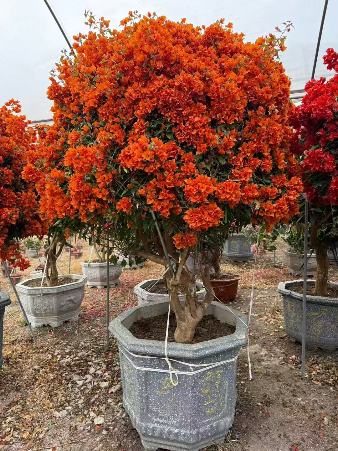 微信图片_20260818103034_396_1 Premium Aged‑Trunk Single‑Color Bougainvillea Bonsai — изображение 1