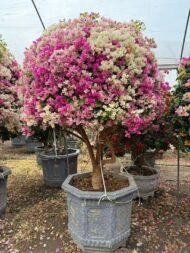 High‑End Aged‑Trunk Grafted Multi‑Color Bougainvillea Bonsai - 图片 2