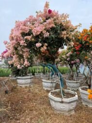 Premium Aged‑Trunk Single‑Color Bougainvillea Bonsai — изображение 4