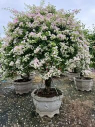 Premium Aged‑Trunk Single‑Color Bougainvillea Bonsai — изображение 3