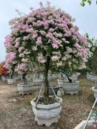 Premium Aged‑Trunk Single‑Color Bougainvillea Bonsai — изображение 2