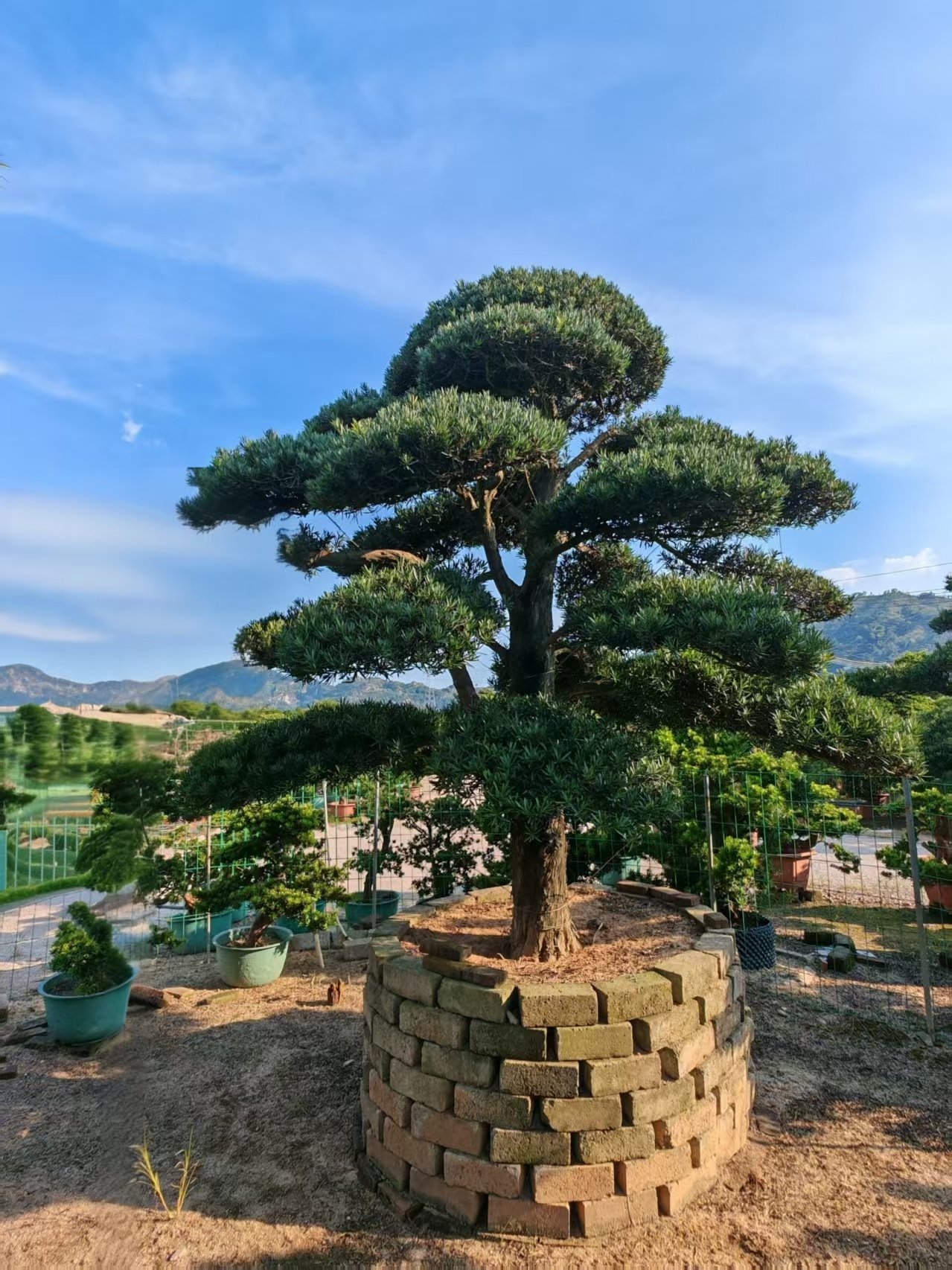 微信图片_20260818105242_111_5 Premium Sculpted Podocarpus Bonsai - immagine 1