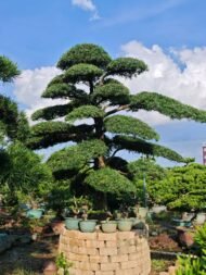 Premium Sculpted Podocarpus Bonsai - immagine 3