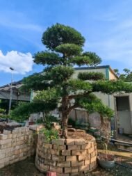 Premium Sculpted Podocarpus Bonsai - immagine 2