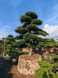 High‑End Premium Sculpted Podocarpus Macrophyllus Bonsai - immagine 4