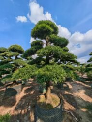 High‑End Premium Sculpted Podocarpus Macrophyllus Bonsai - immagine 3