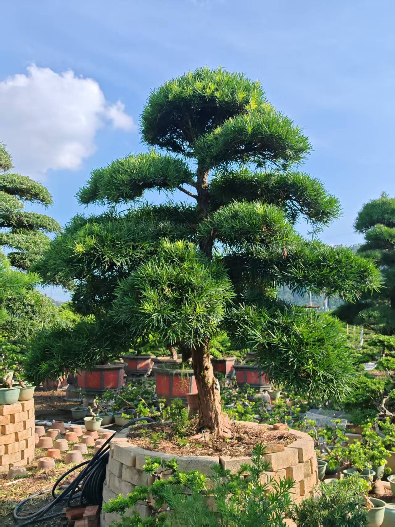 Immagine WeChat_20260818105249_117_5 High‑End Premium Sculpted Podocarpus Macrophyllus Bonsai - immagine 1