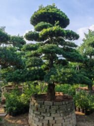 High‑End Premium Sculpted Podocarpus Macrophyllus Bonsai - immagine 2